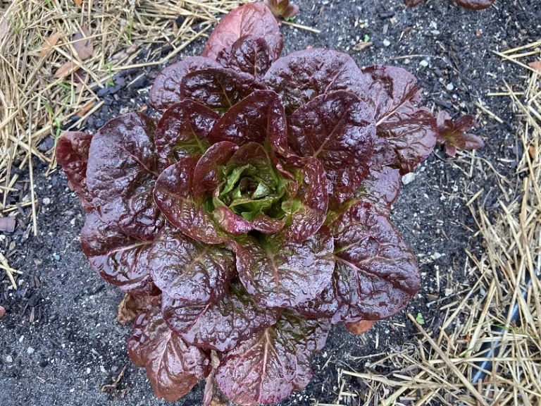 Lactuca sativa 'Sweet Valentine' foliage