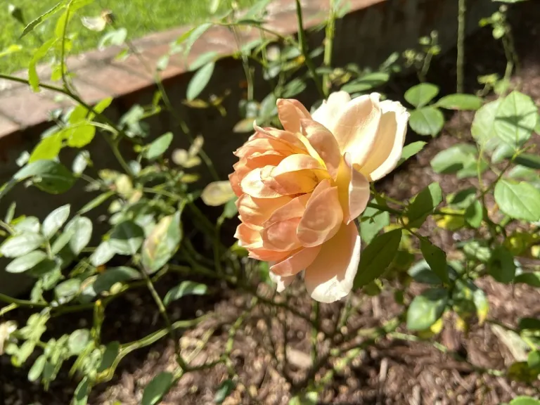 Rosa 'AUSnyson' (Lady Of Shalott) flower side view