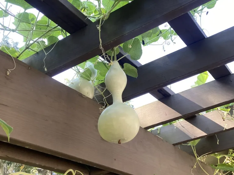 Lagenaria siceraria 'Bird House Gourd' fruit