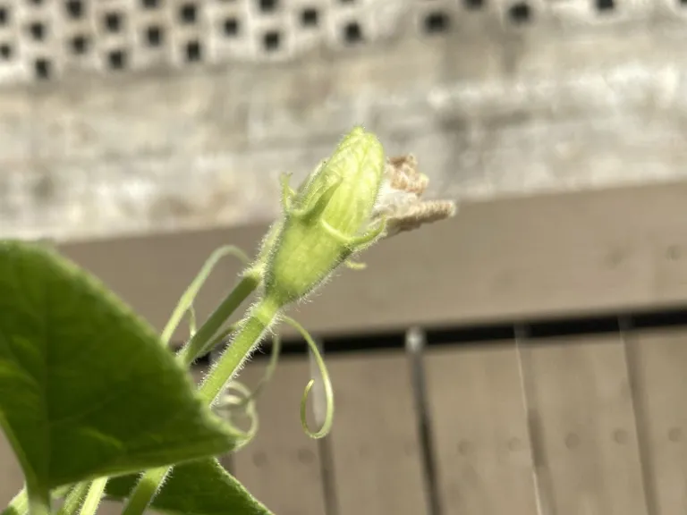 Lagenaria siceraria 'Martinhouse' flower bud