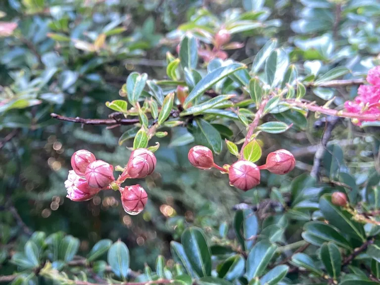 Lagerstroemia 'Gamad I' (Cherry Dazzle®) flower buds