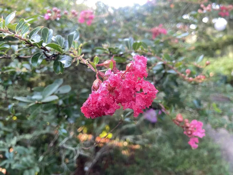 Lagerstroemia 'Gamad I' (Cherry Dazzle®) flower