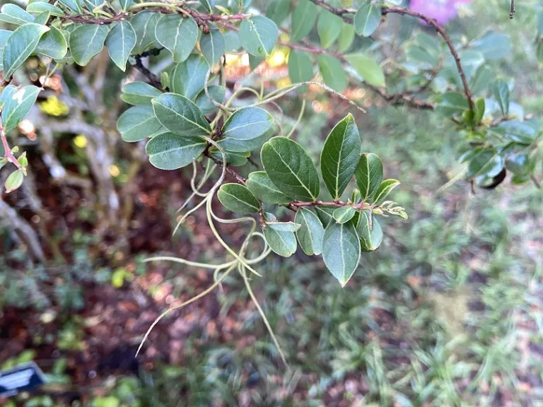 Lagerstroemia 'Gamad I' (Cherry Dazzle®) foliage