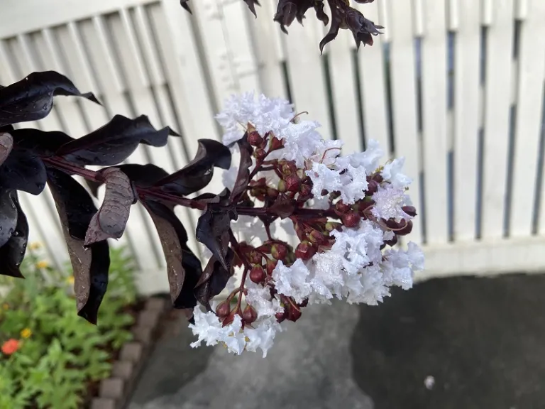 Lagerstroemia 'PIILAG-IV' (Moonlight Magic™) flower