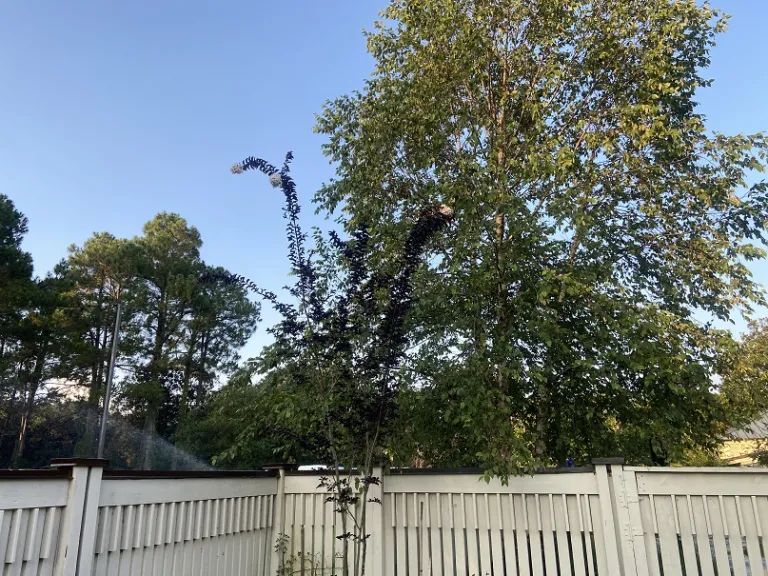 Lagerstroemia 'PIILAG-IV' (Moonlight Magic™) flowering habit