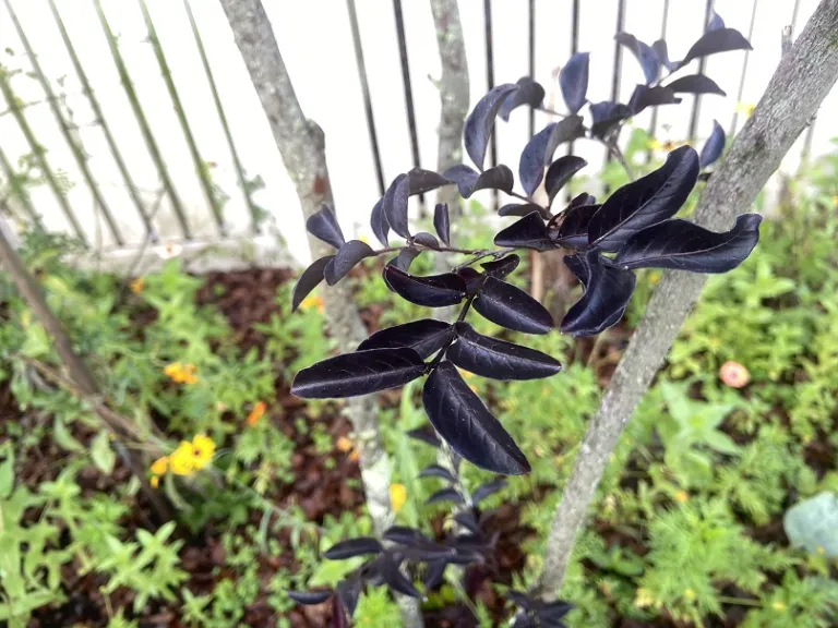 Lagerstroemia 'PIILAG-IV' (Moonlight Magic™) foliage