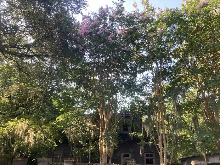 Lagerstroemia indica 'Basham's Party Pink' flowering habit