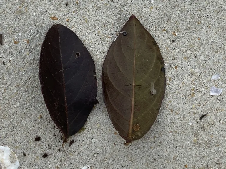 Lagerstroemia indica 'Delea' (Delta Moonlight™) leaf front and back