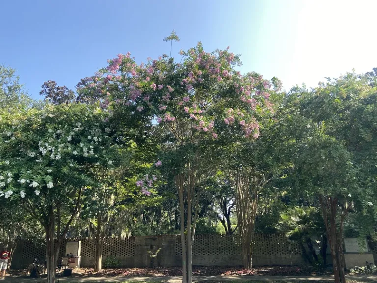 Lagerstroemia indica 'Muskogee' flowering habit