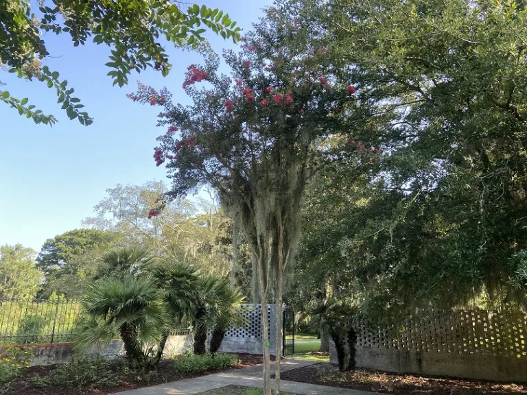 Lagerstroemia indica 'Tuscarora' flowering habit