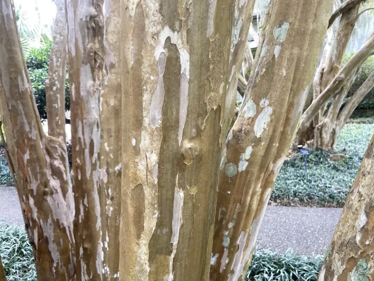 Lagerstroemia indica bark