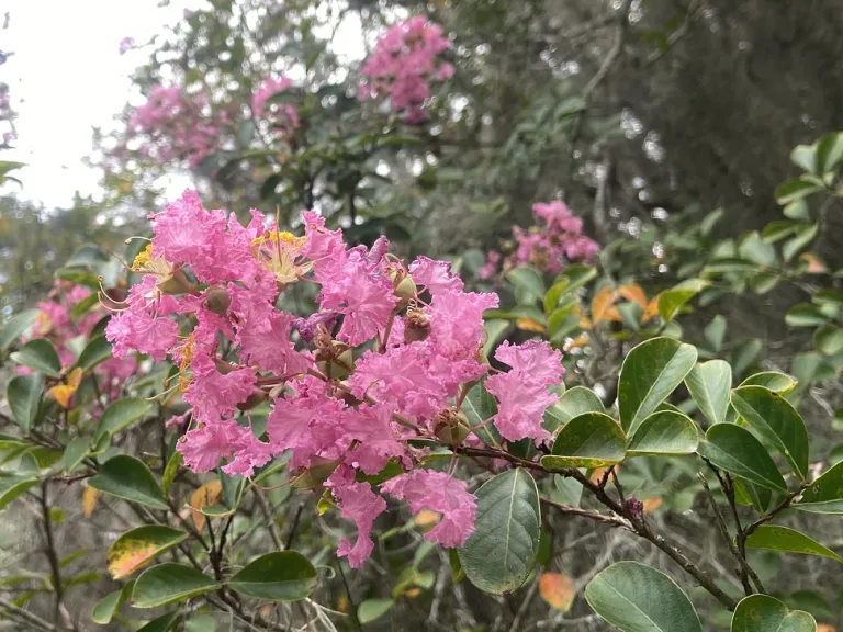 Lagerstroemia indica flower