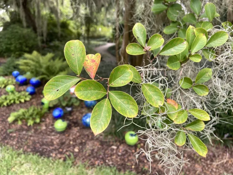 Lagerstroemia indica foliage