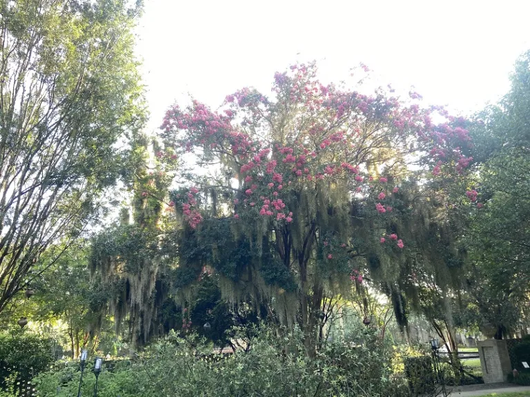 Lagerstroemia indica x fauriei 'Miami' flowering habit