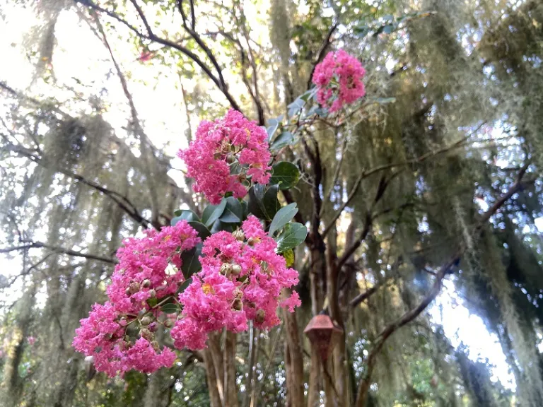 Lagerstroemia indica x fauriei 'Miami' flowers