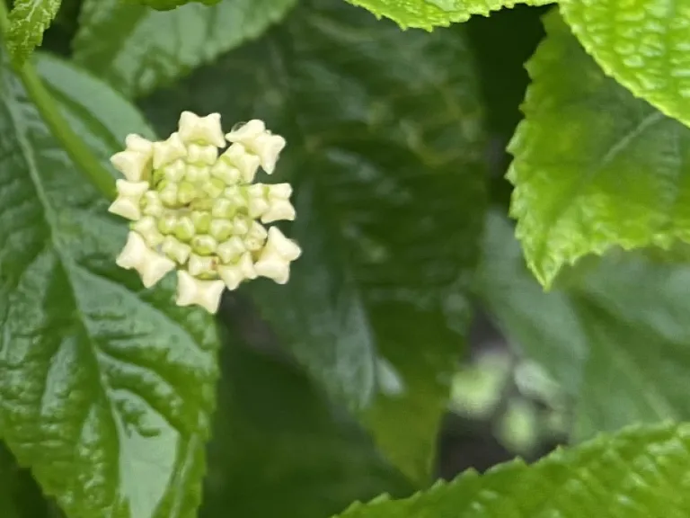 Lantana camara 'Balucwite' (Lucky™ White) flower buds