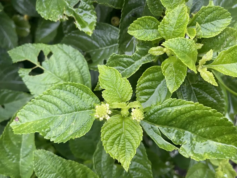 Lantana camara 'Balucwite' (Lucky™ White) foliage