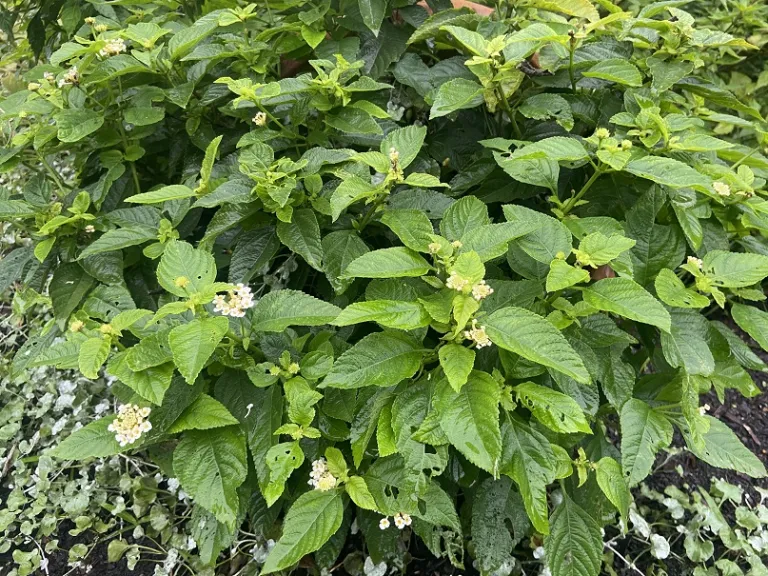 Lantana camara 'Balucwite' (Lucky™ White) habit