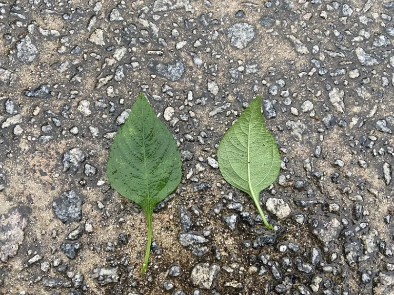 Lantana camara 'Balucwite' (Lucky™ White) leaf front and back