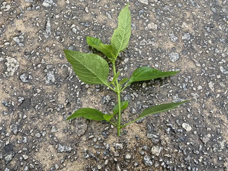 Lantana camara 'Balucwite' (Lucky™ White) stem