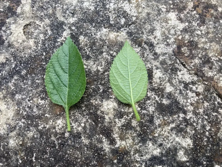 Lantana camara 'Bani Yelbic' (Bandana® Lemon Zest) leaf front and back