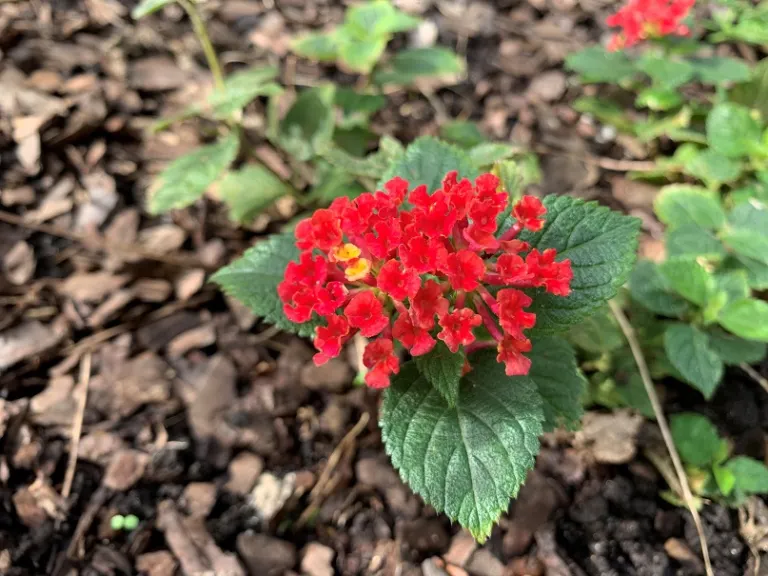 Lantana camara 'CCCF1' (Firestorm™) flowers