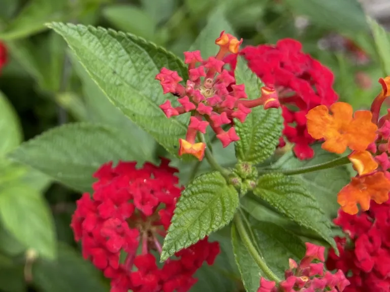 Lantana camara 'Red Spread' flower buds