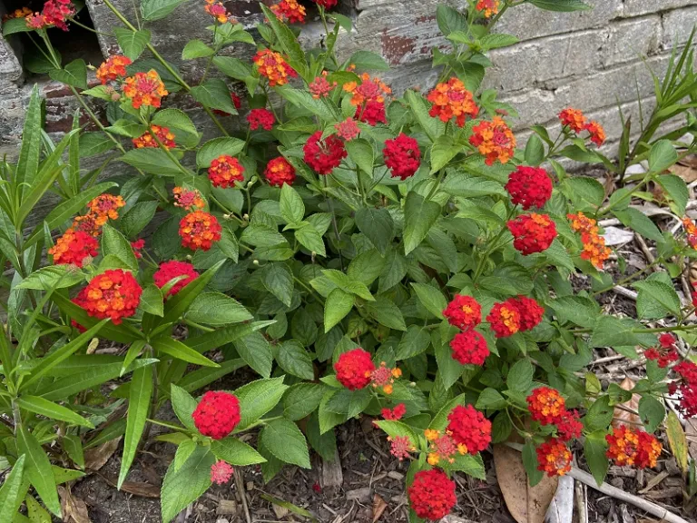 Lantana camara 'Red Spread' flowering habit
