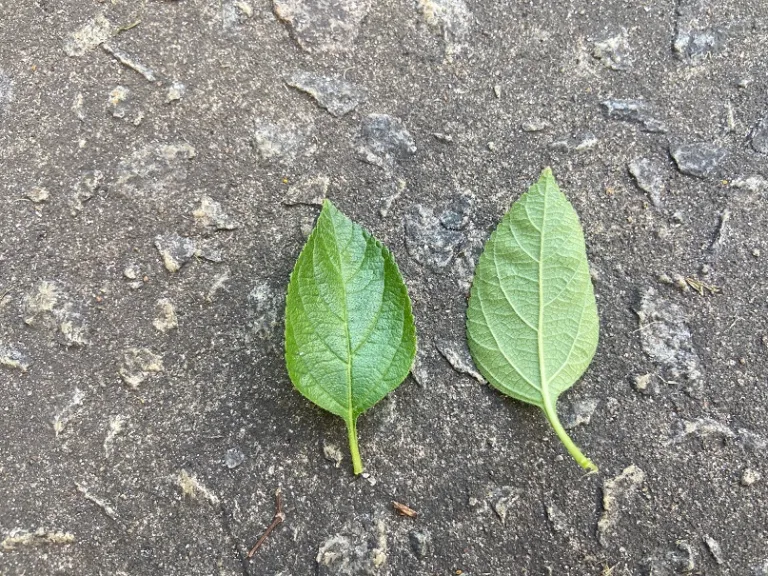 Lantana camara (Hot Blooded™ Red) leaf front and back