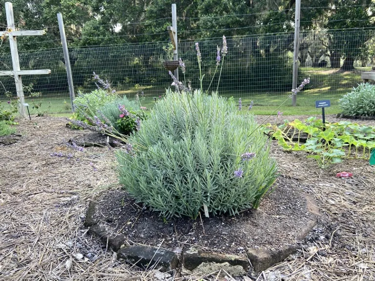 Lavandula ×intermedia 'Tesseract' (Sensational!®) flowering habit