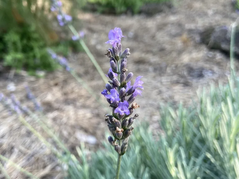 Lavandula × intermedia 'Tesseract' (Sensational!®) flowers