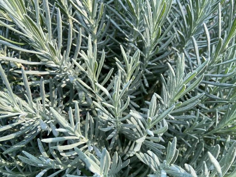 Lavandula × intermedia 'Tesseract' (Sensational!®) foliage