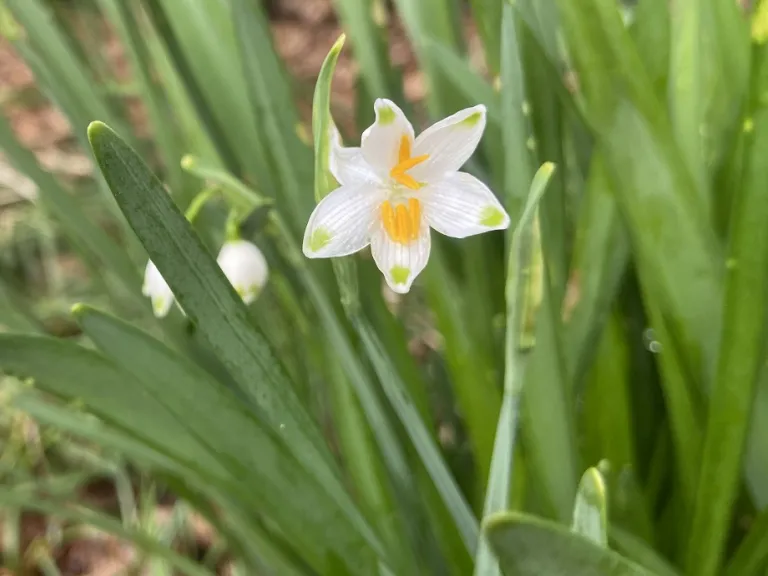 Leucojum aestivum flower