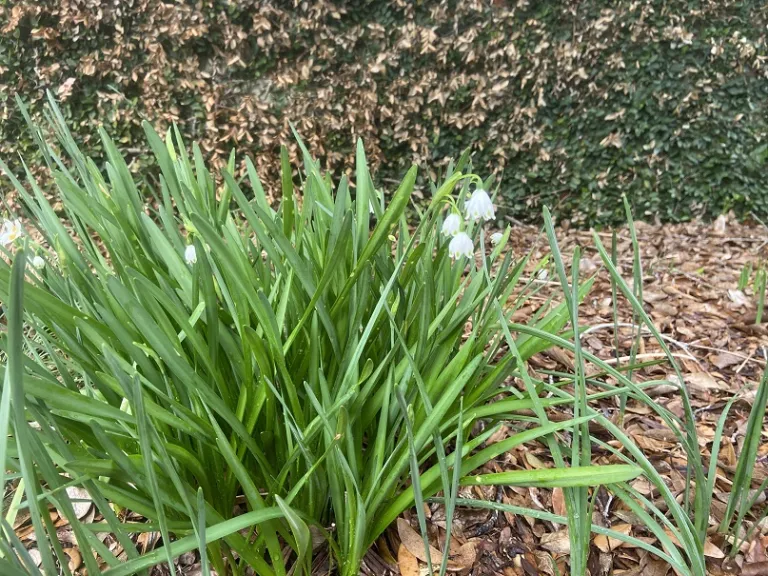 Leucojum aestivum flowering habit