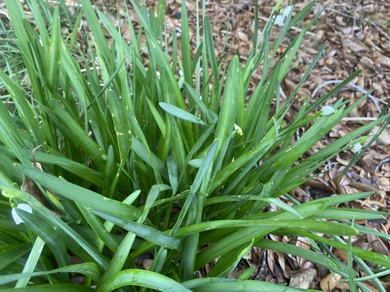 Leucojum aestivum foliage