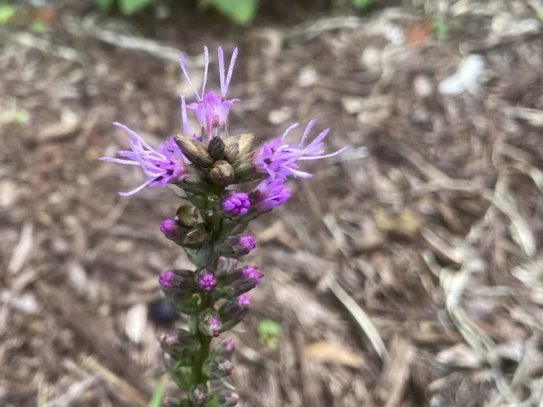 Liatris spicata flower
