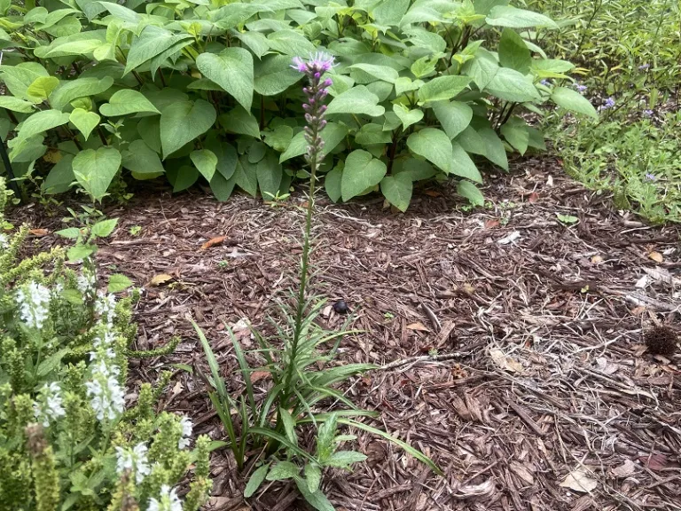 Liatris spicata flowering habit