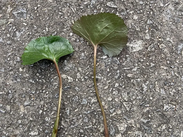 Ligularia dentata 'Midnight Lady' leaf front and back