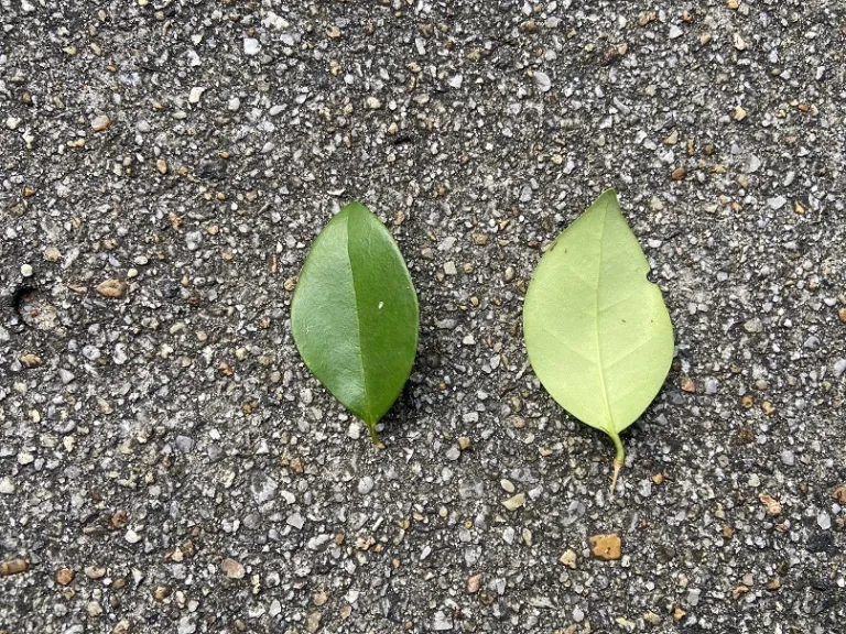 Ligustrum japonicum 'Recurvifolium' leaf front and back
