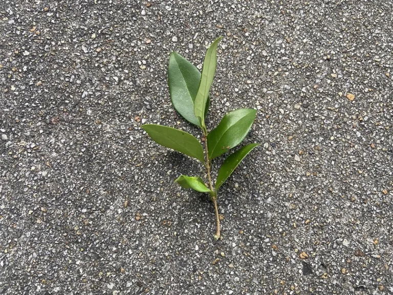 Ligustrum japonicum 'Recurvifolium' stem