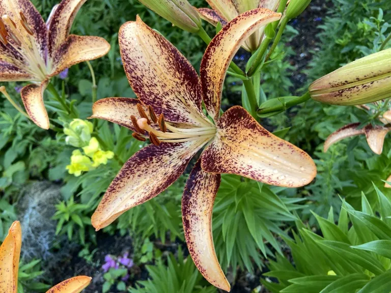 Lilium 'Kentucky' flower