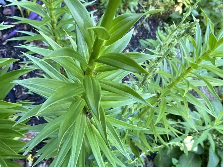 Lilium 'Kentucky' stems and leaves