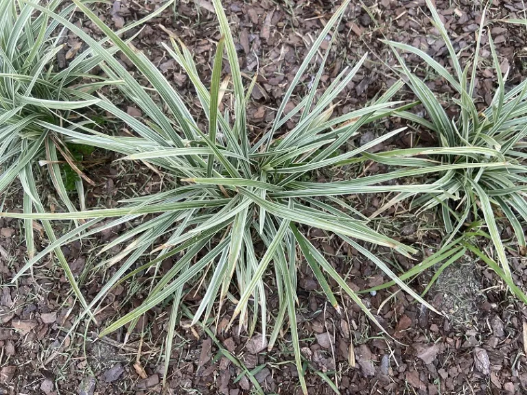 Liriope muscari 'Aztec Grass' foliage