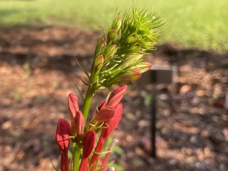 Lobelia cardinalis flower buds