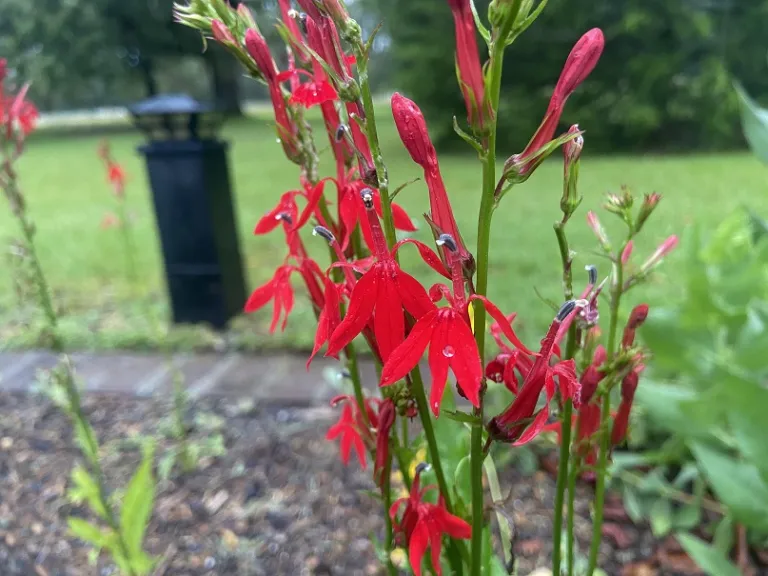 Lobelia cardinalis flower