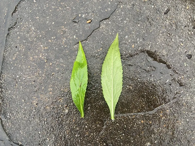 Lobelia cardinalis leaf front and back
