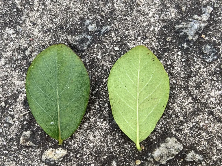 Lonicera fragrantissima leaf front and back