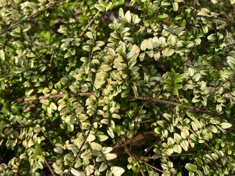 Lonicera nitida 'Baggesen's Gold' foliage