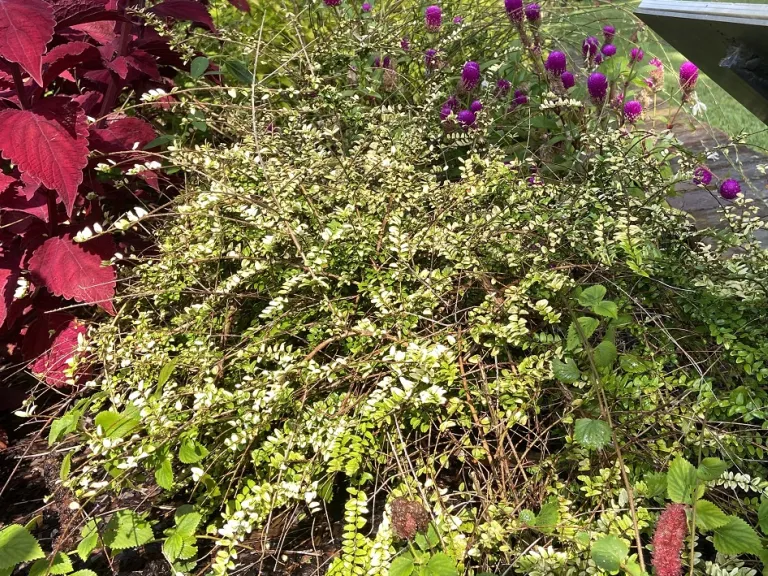 Lonicera nitida 'Baggesen's Gold' habit