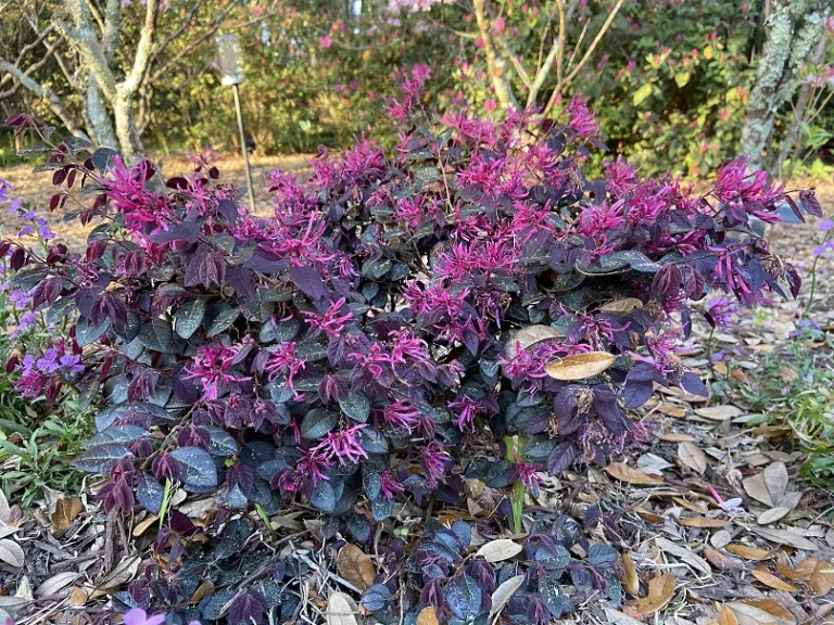 Loropetalum chinense 'Kurobijin' (Cerise Charm™) flowering habi